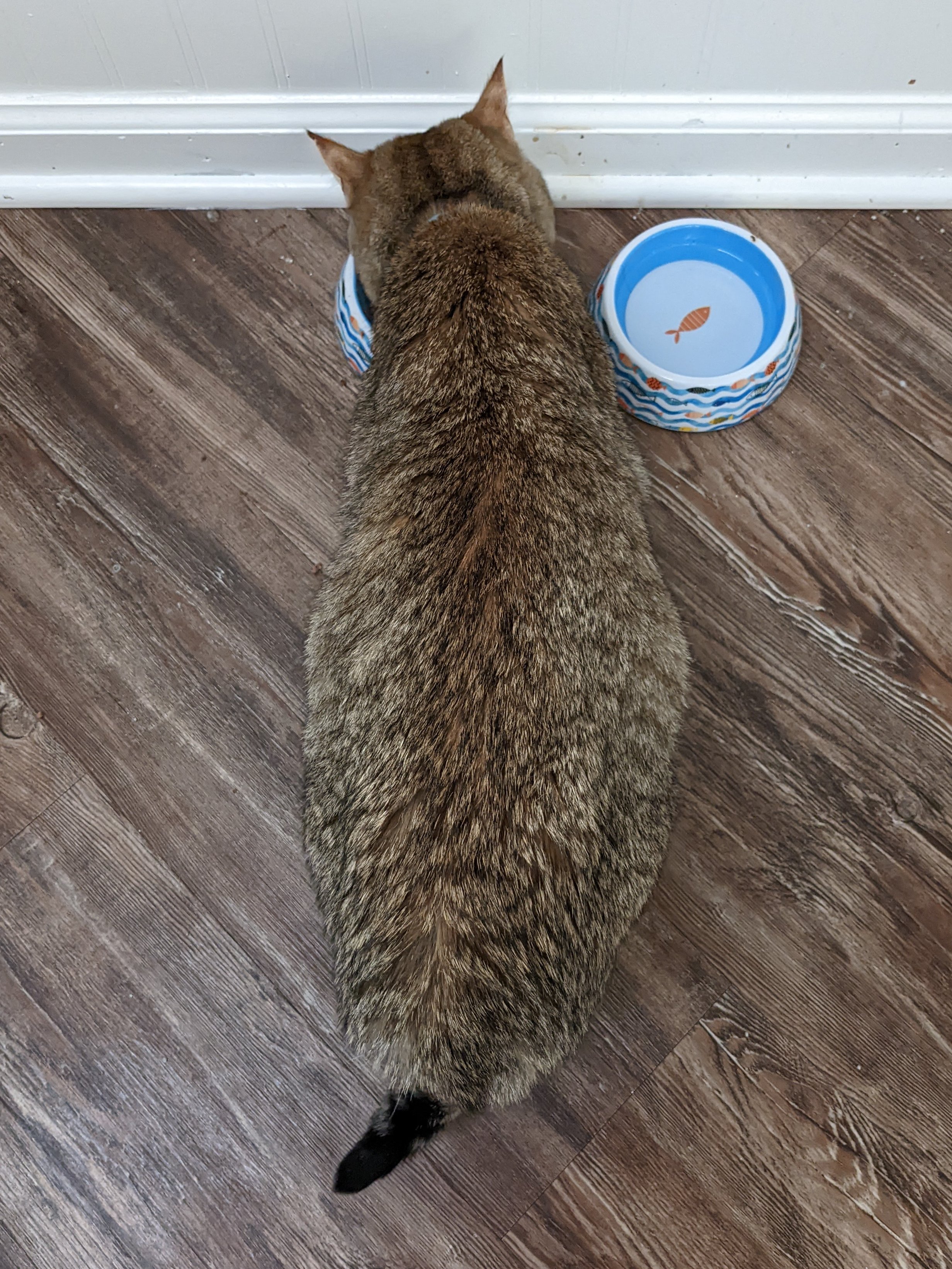 Jerry's abnormally large belly.