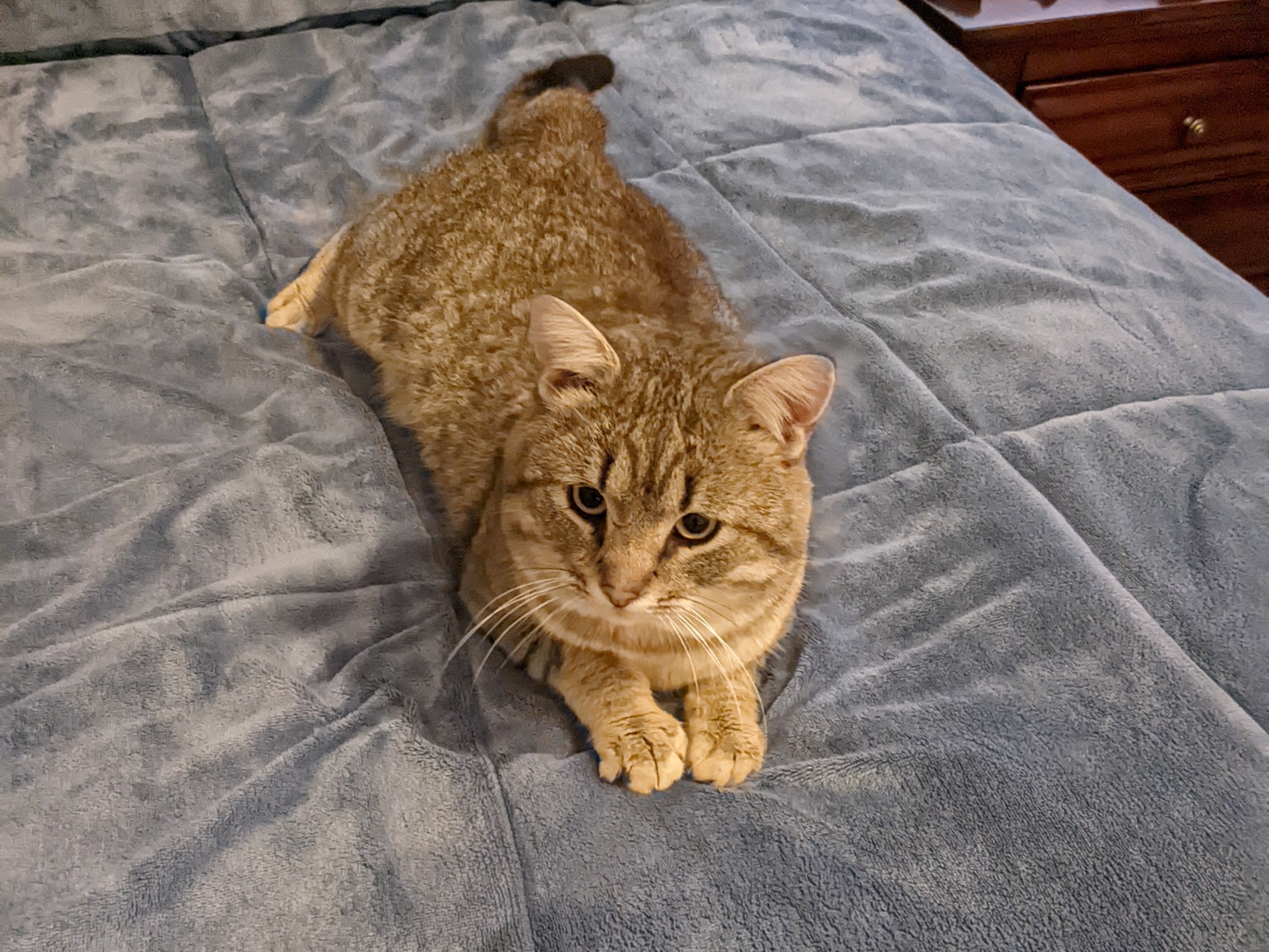 Jerry on the first night of adoption.