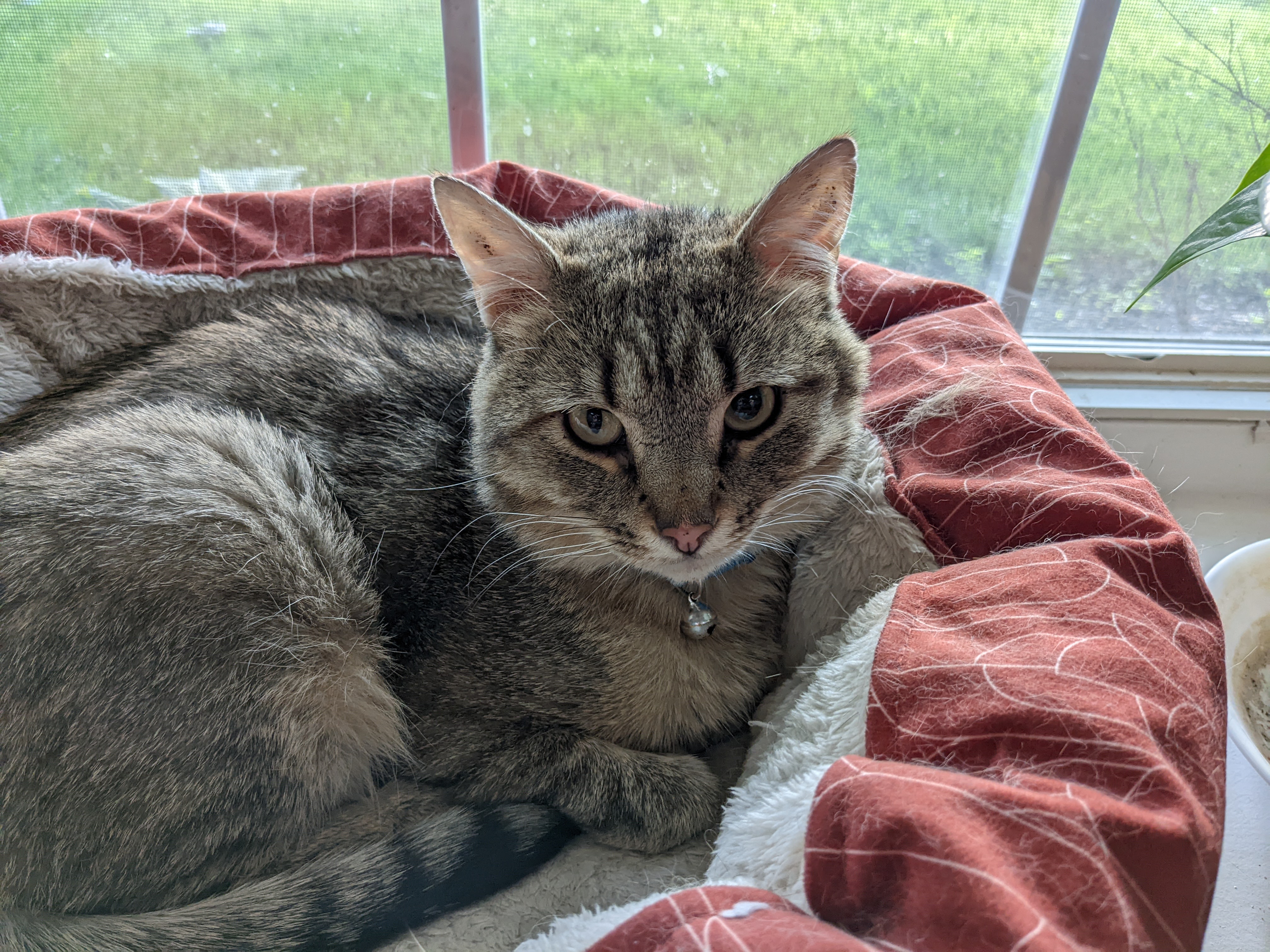 Asymmetric pupil diliation.