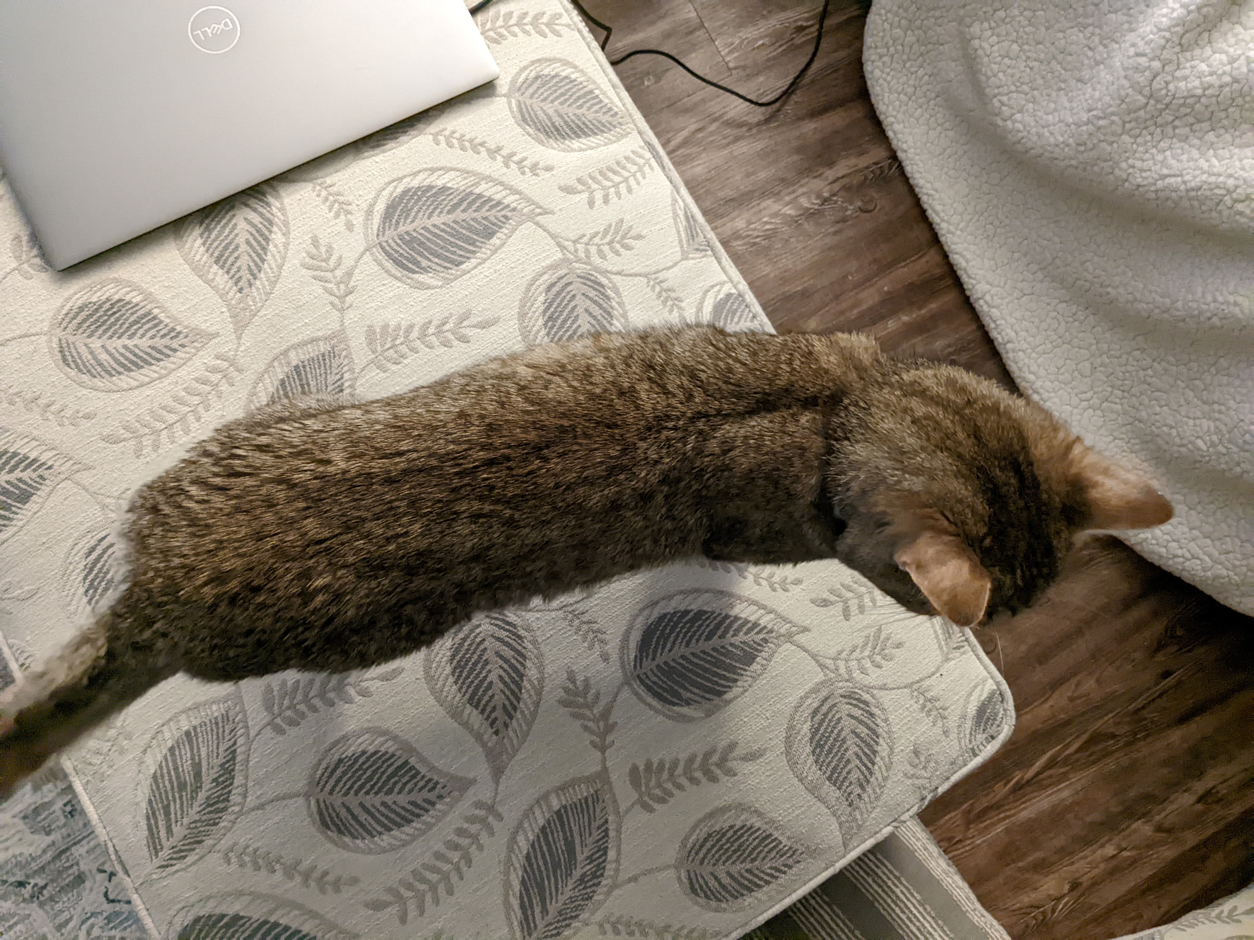 Jerry after three days of treatment.